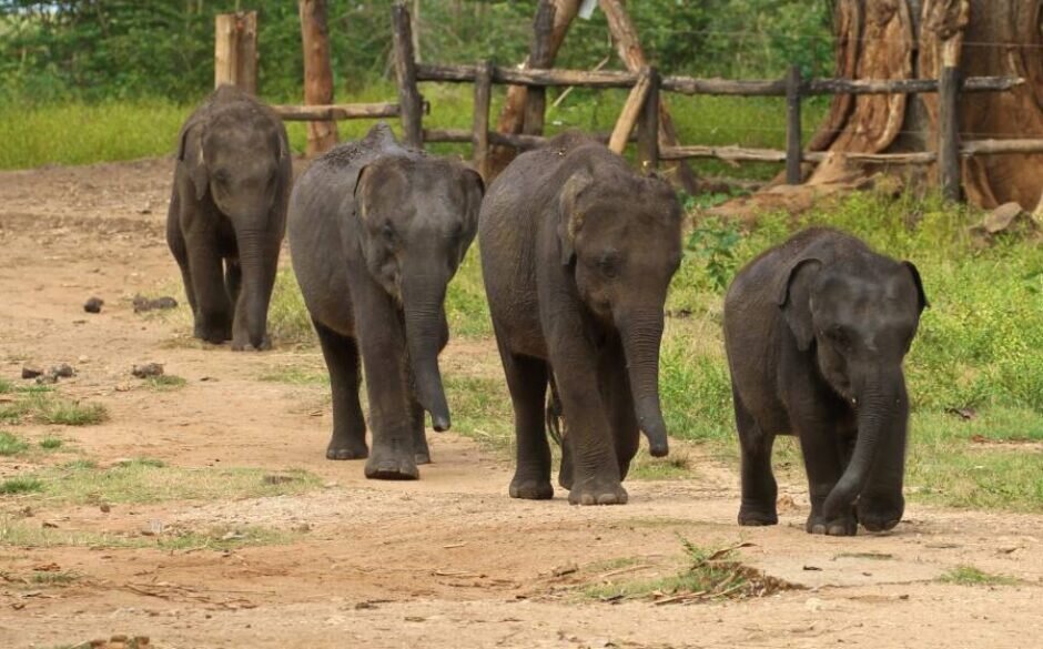A group of baby elephants at the Udawalawe Elephant Transit Home