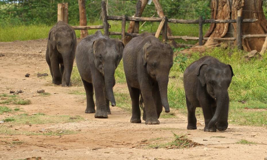 A group of baby elephants at the Udawalawe Elephant Transit Home