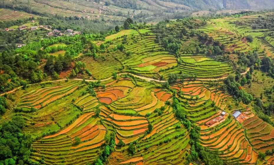 Rice Terraces, Nepal