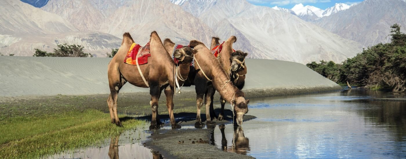 Bactrian Camels, Nubra Valley, Nubra