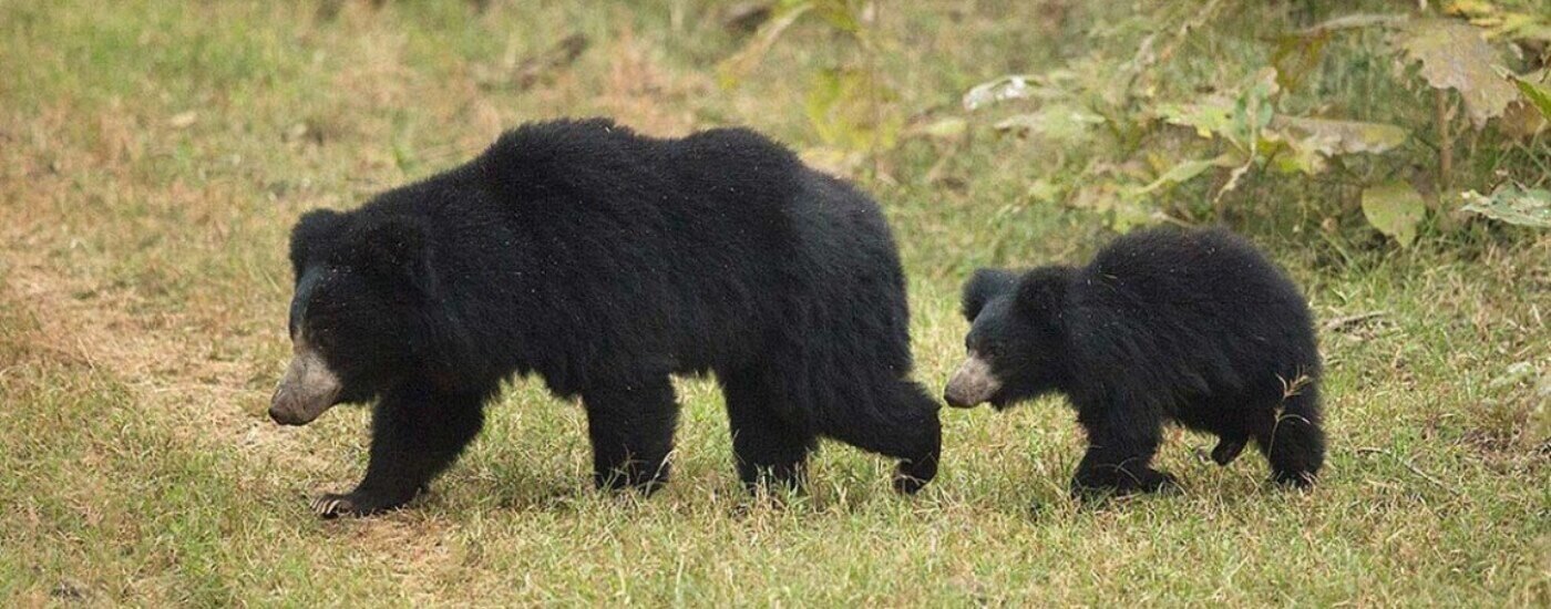 Bear at Satpura National Park, Madhya Pradesh