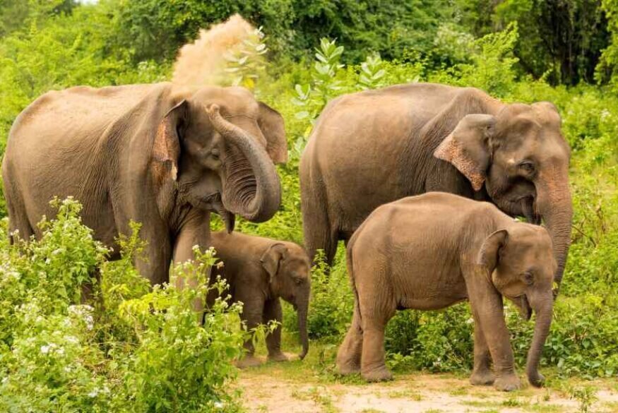 Elephant family Udawalawe national park Sri Lanka