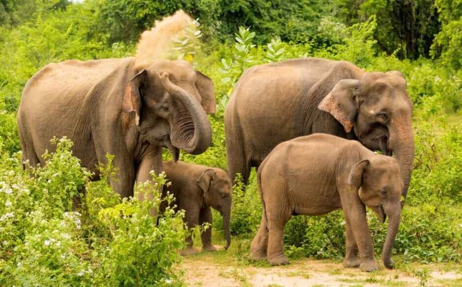 Elephant family Udawalawe national park Sri Lanka