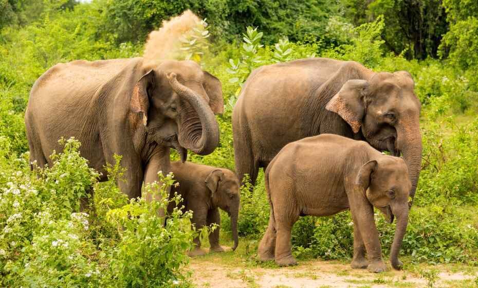 Elephant family Udawalawe national park Sri Lanka