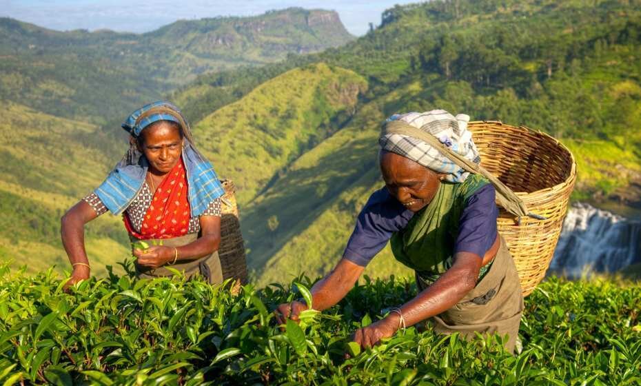 Female Tea Pickers in Plantage, Sri Lanka