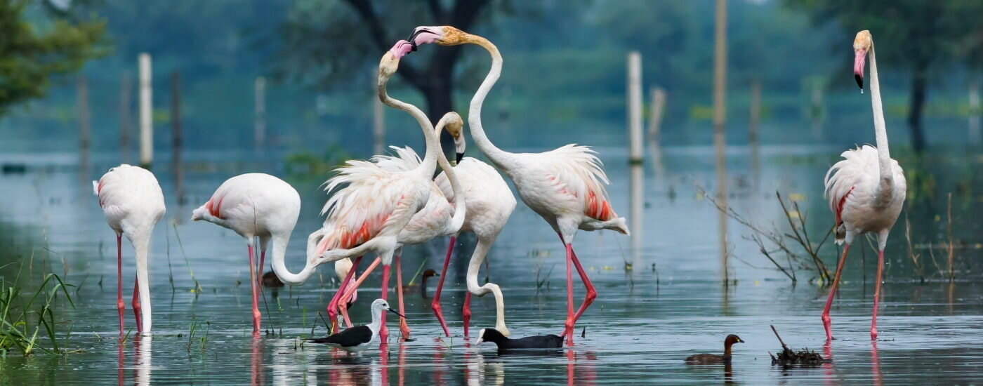 Bharatpur and Keoladeo National Park