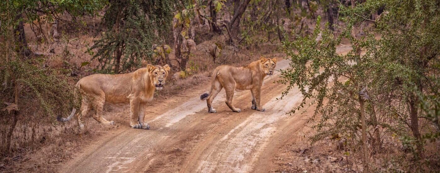 Gir National Park, Sasan Gir, Gujarat