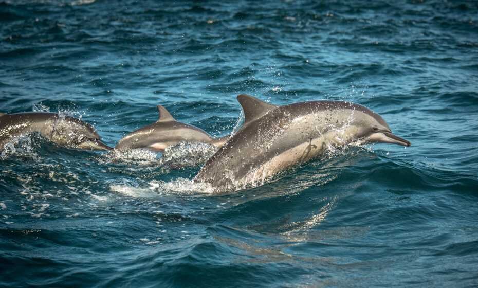 Dophins, Mirissa, Sri Lanka