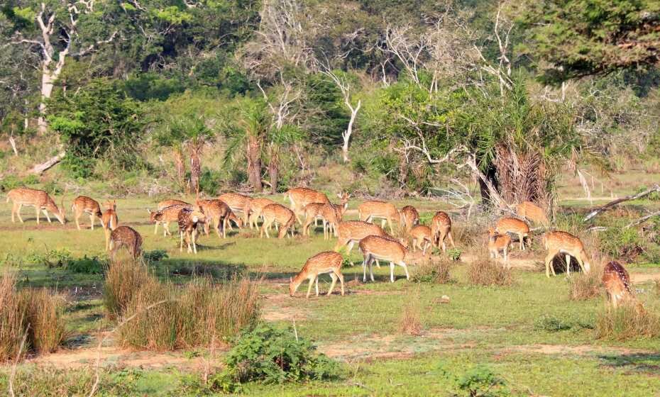 Wilpattu National Park, Sri Lanka