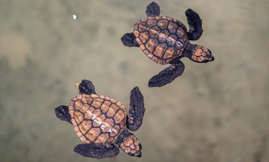Kosgoda Sea Turtle Conservation Project, Sri Lanka
