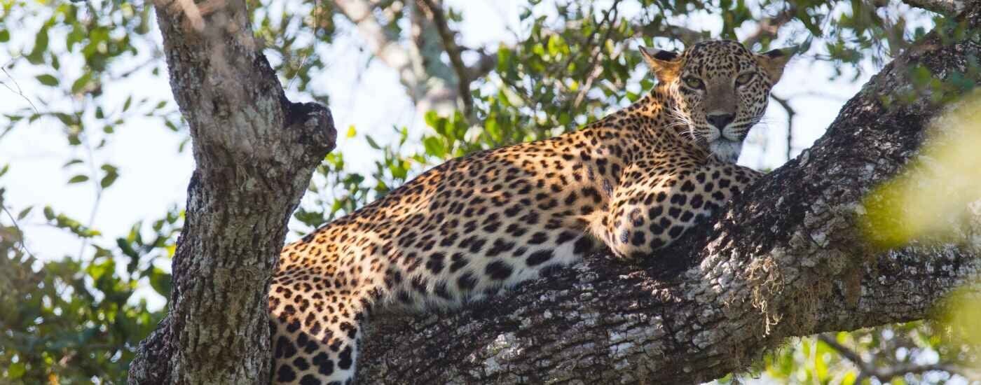 Leopard Spotting at Yala National Park, Hambantota, Sri Lanka