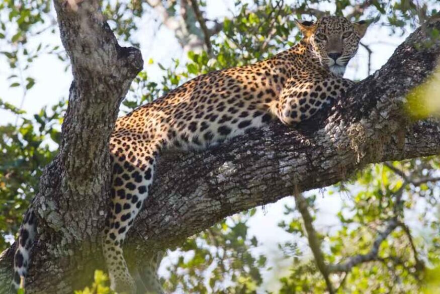 Leopard Spotting at Yala National Park, Sri Lanka