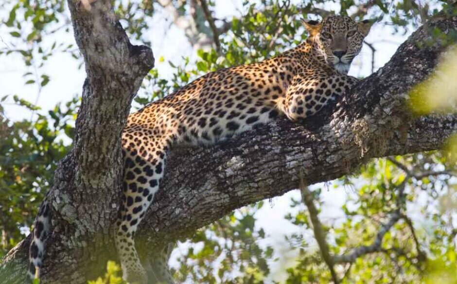 Leopard Spotting at Yala National Park, Sri Lanka