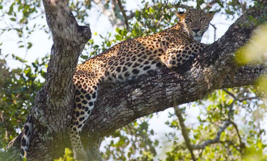 Leopard Spotting at Yala National Park, Sri Lanka