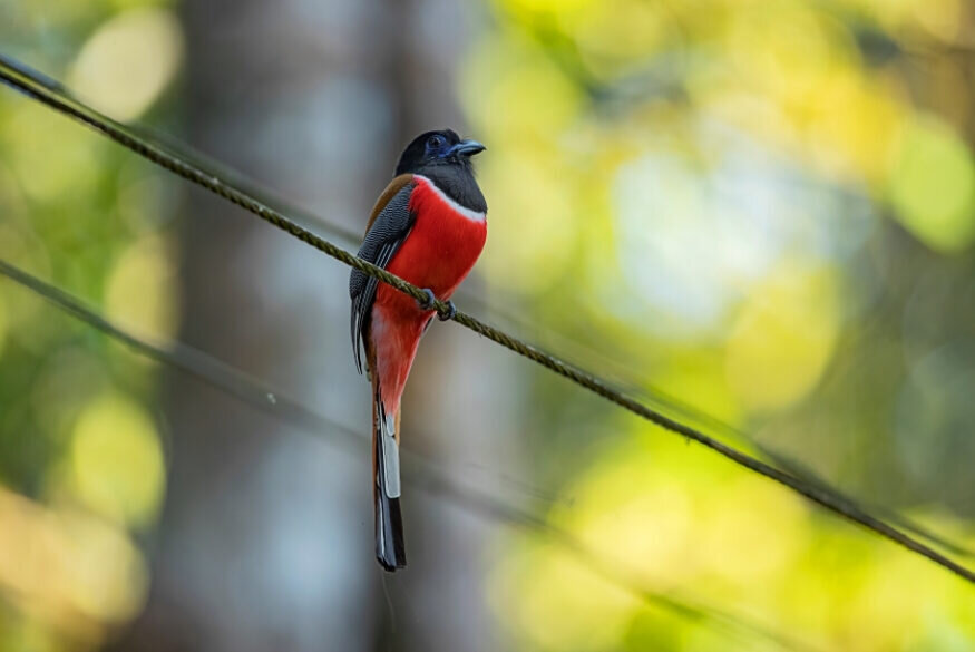 Malabar Trogon at Thattekad Bird Sanctuary, Thattekad, Kerala