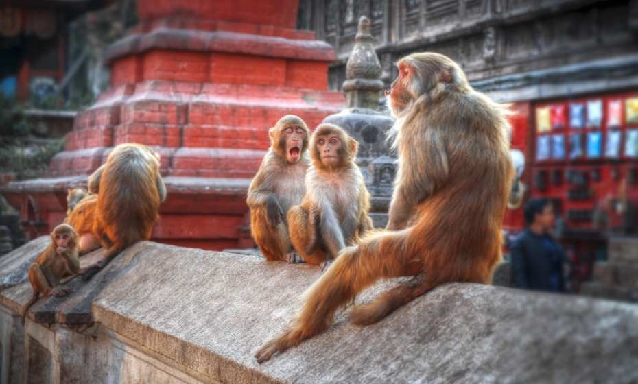 Monkeys in Pashupatinath Temple, Kathmandu, Nepal