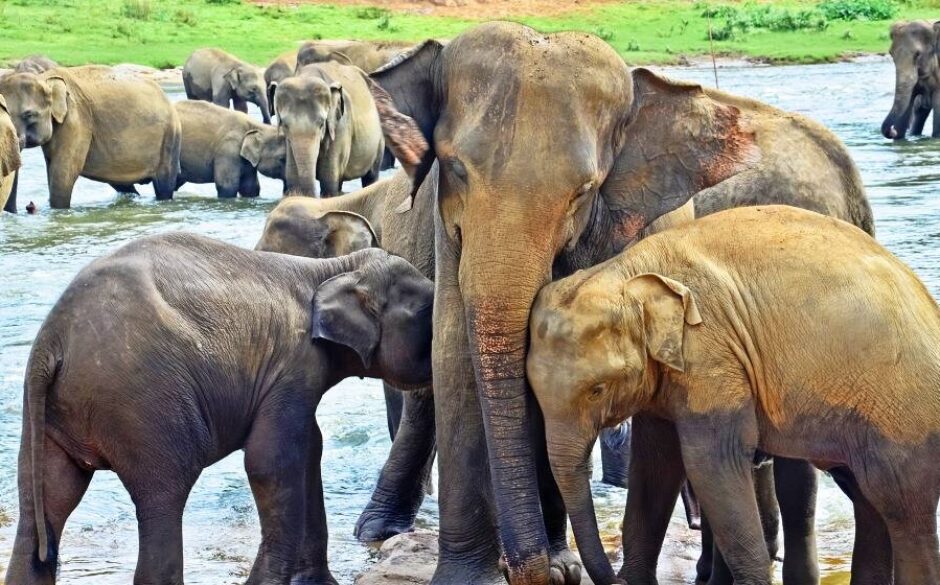 Pinnawala Elephant Orphanage, Kegalle, Sri Lanka