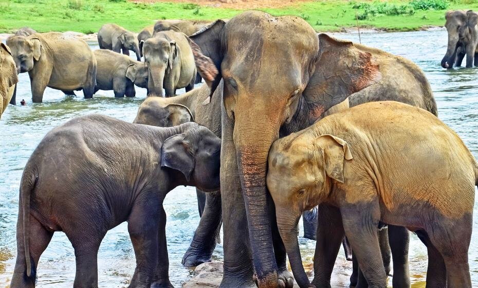 Pinnawala Elephant Orphanage, Kegalle, Sri Lanka