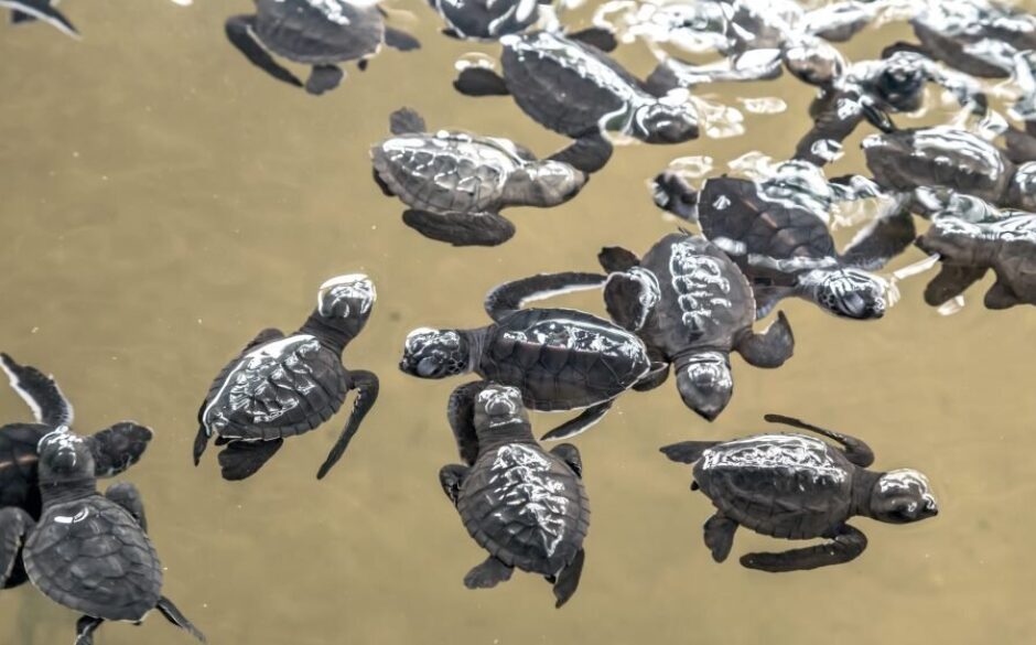 Kosgoda Sea Turtle Conservation Project, Sri Lanka