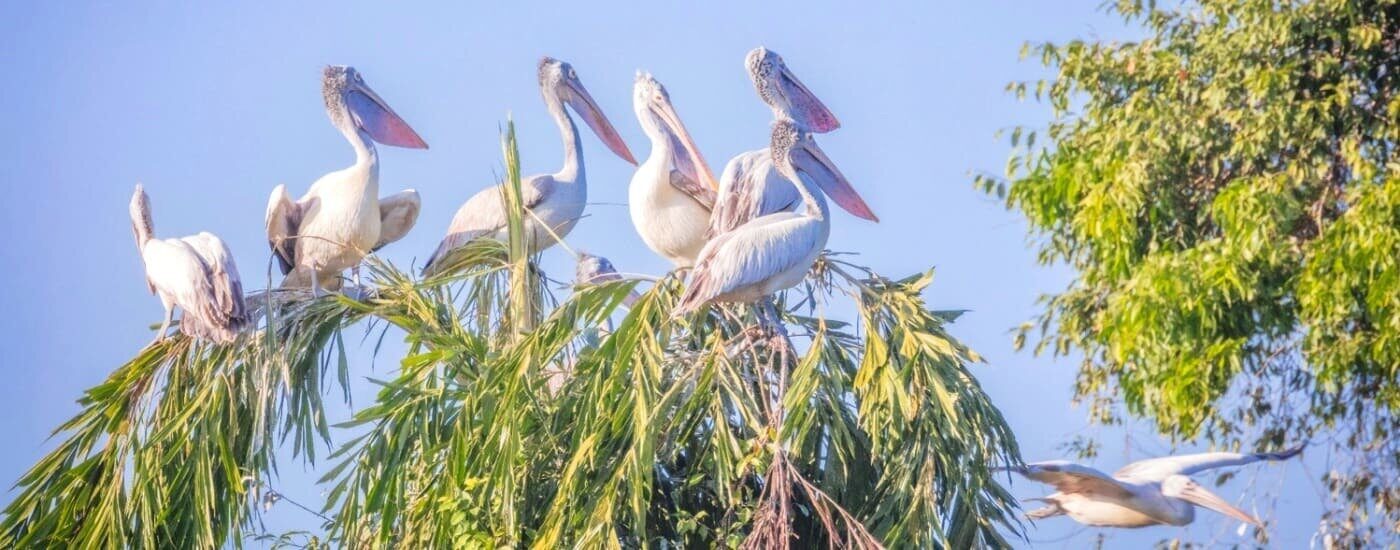 Ranganathittu Bird Sanctuary, Mysuru (Mysore), Karnataka