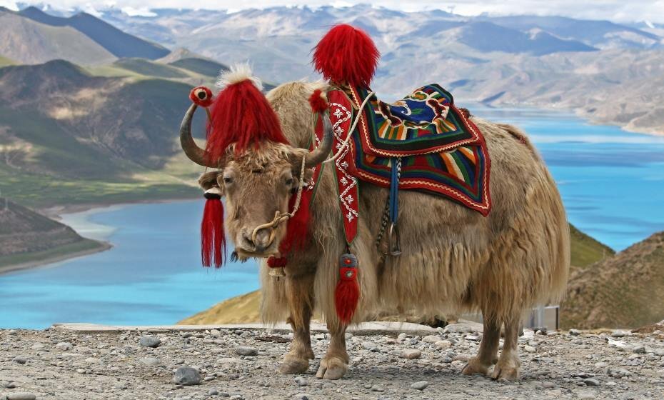 Rare White Yak, Bhutan