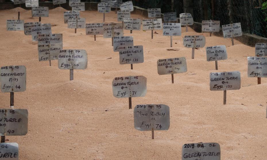 Rescued Turtle Eggs, Kosgoda, Sri Lanka