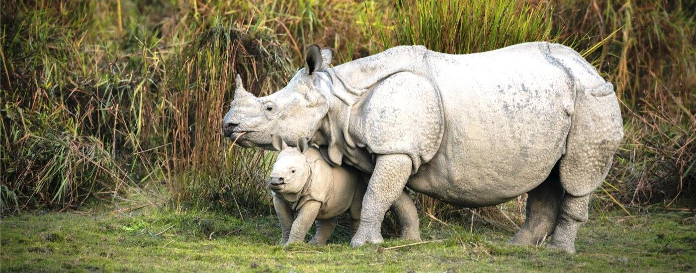 Rhinos & more with Brahmaputra River Cruise