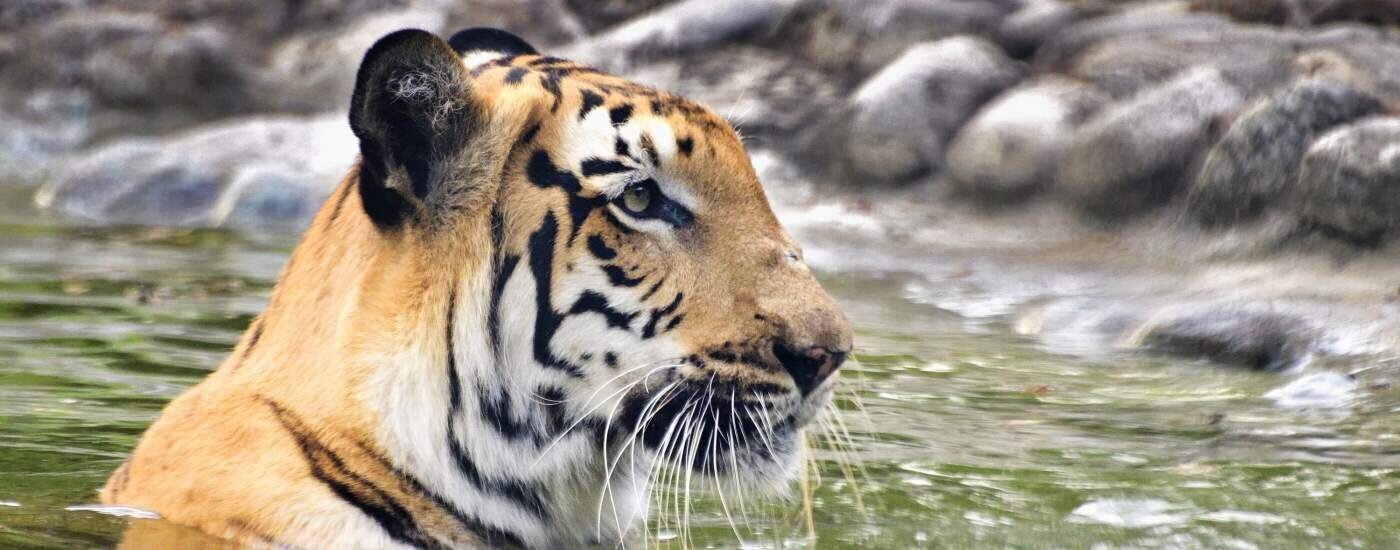 Royal Bengal Tiger, Sundarbans National Park , West Bengal