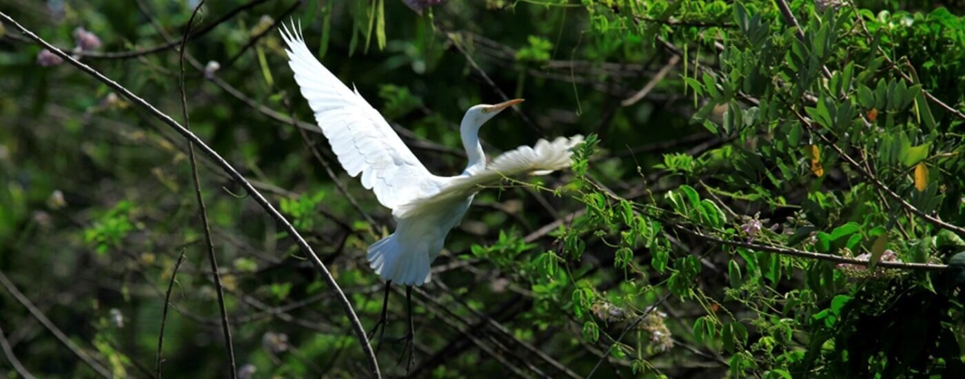 South India Bird Watching Tour