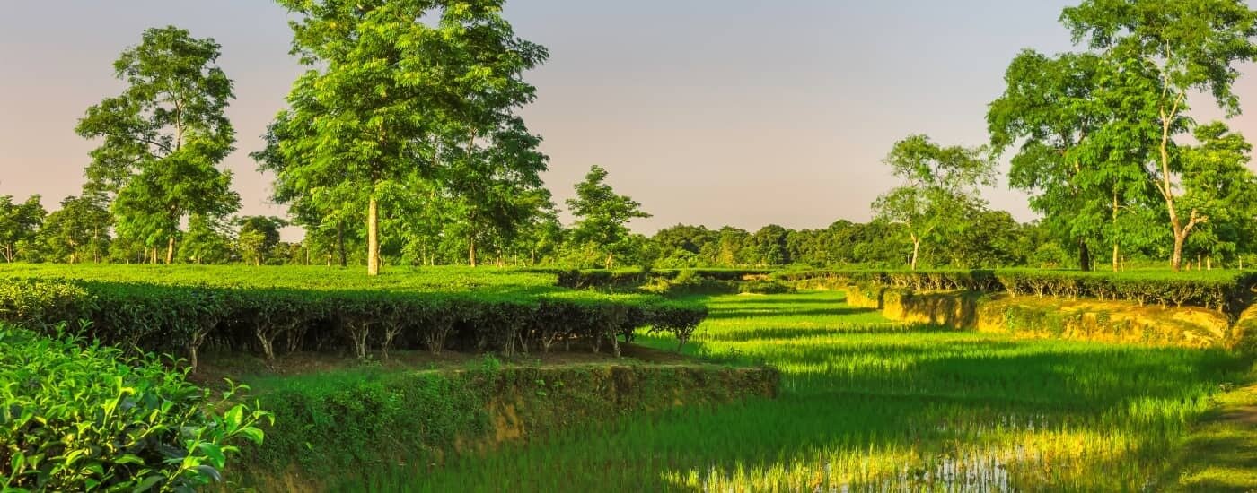 tea garden pictures assam