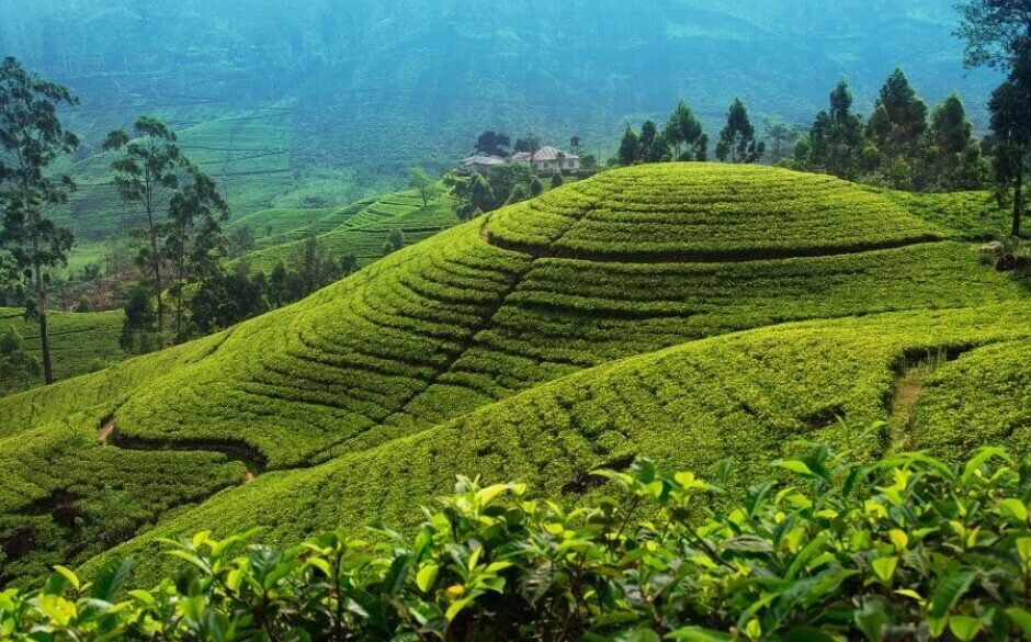 Tea Plantations, Nuwara Eliya, Sri Lanka