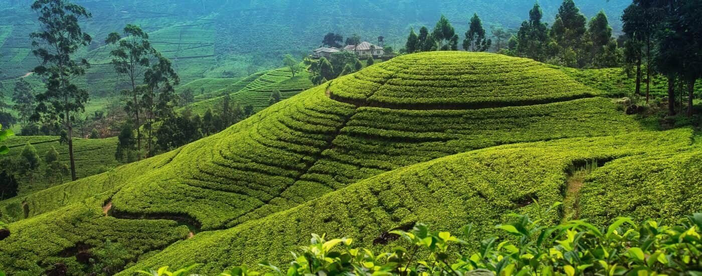 Tea Plantations, Nuwara Eliya, Sri Lanka-min