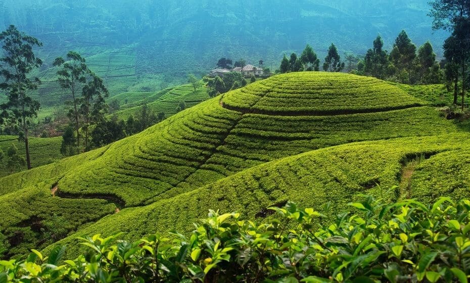 Tea Plantations, Nuwara Eliya, Sri Lanka