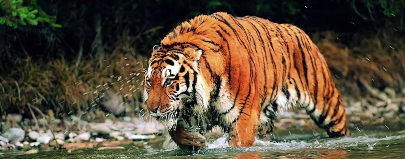 Tiger, Nagarhole National Park, Kabini, Karnataka