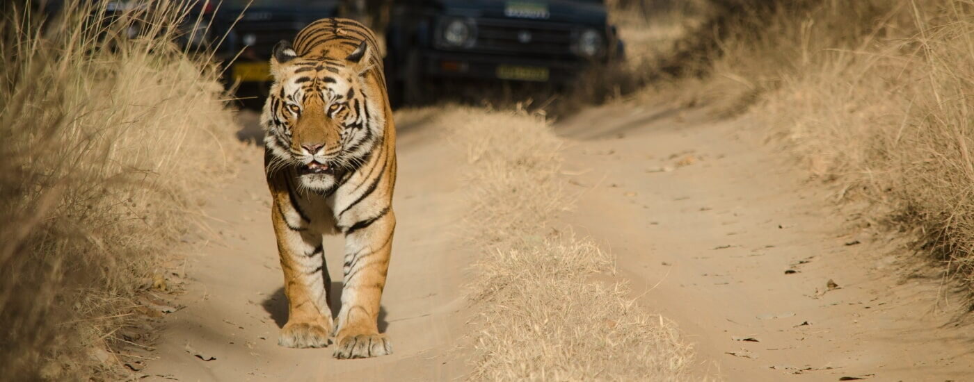 Jeep Safari, Bandhavgarh National Park, Madhya Pradesh