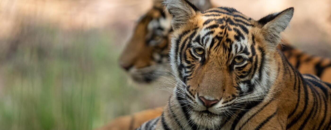 Tigers at Tadoba National Park, Uttarakhand.jpg