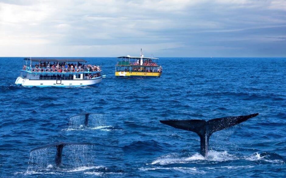 Whale Watching Safari, Mirissa, Sri Lanka