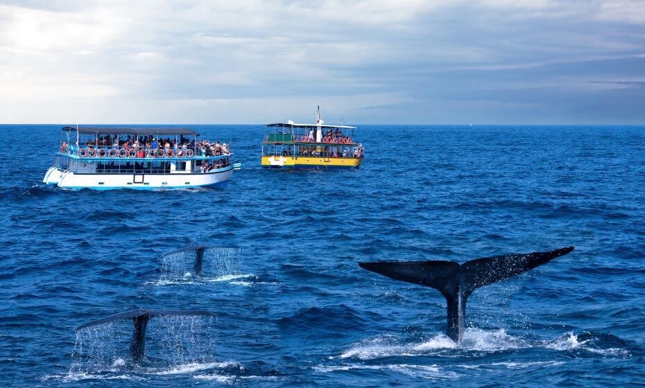 Whale Watching Safari, Mirissa, Sri Lanka