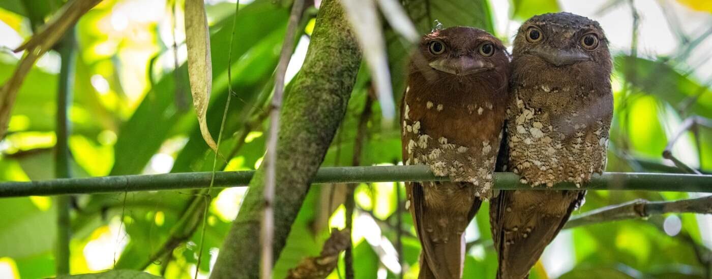 UNESCO World Heritage Site, Frogmouth Bird at Sinharaja Forest Reserve, Sri Lanka