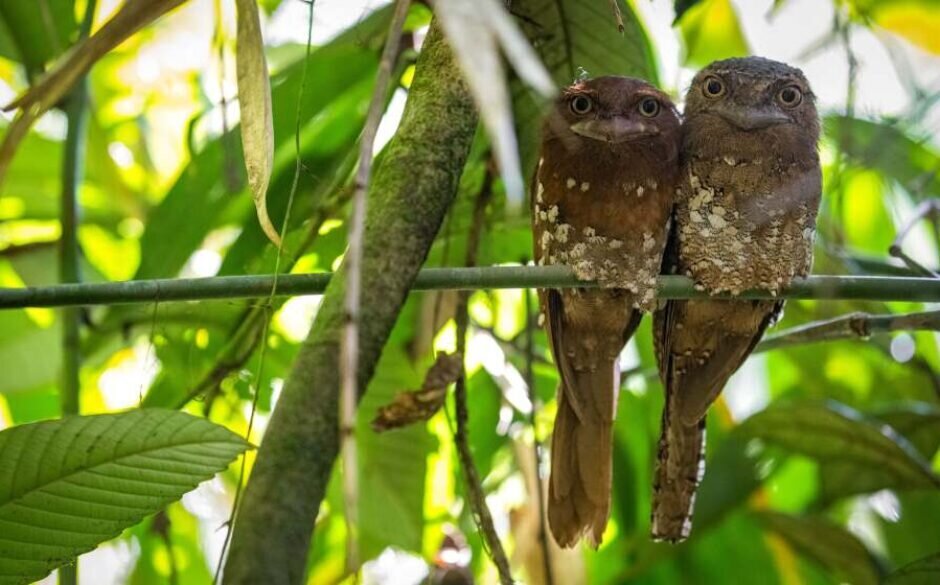 UNESCO World Heritage Site, Frogmouth Bird at Sinharaja Forest Reserve, Sri Lanka