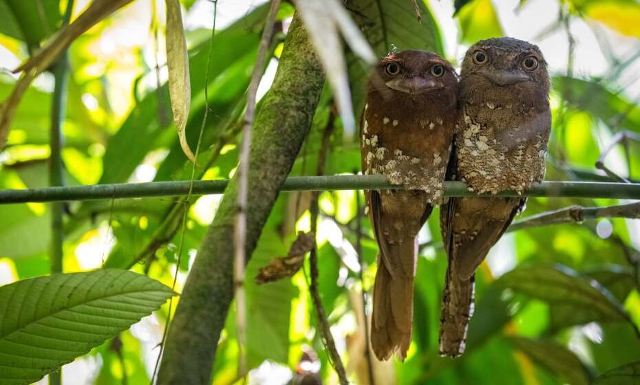 UNESCO World Heritage Site, Frogmouth Bird at Sinharaja Forest Reserve, Sri Lanka