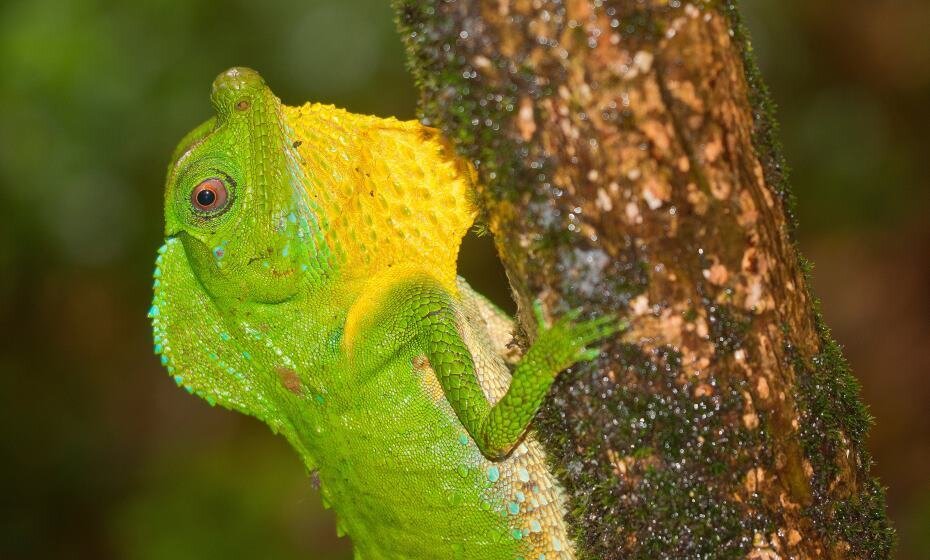 UNESCO World Heritage Site, Lyriocephalus Scutatus at Sinharaja Forest Reserve, Sri Lanka