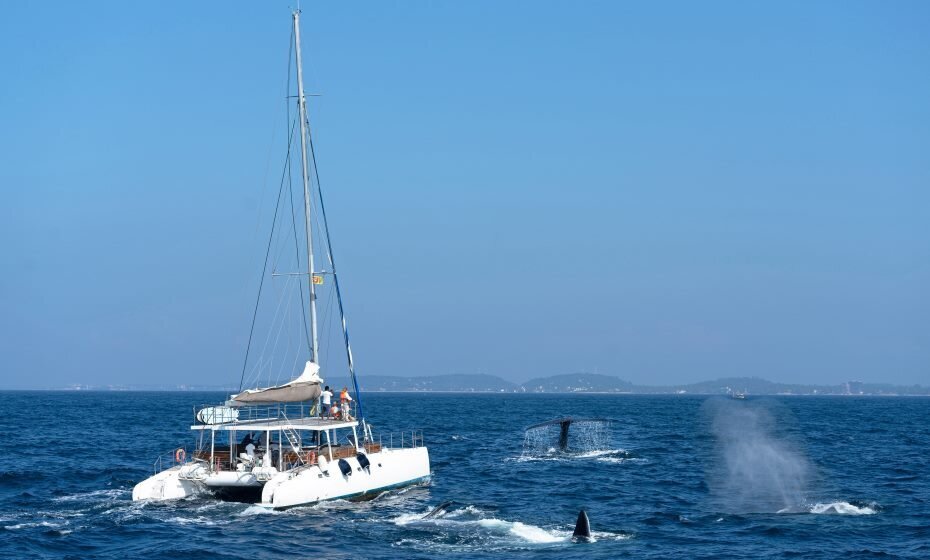 Whale Watching Safari, Mirissa, Sri Lanka