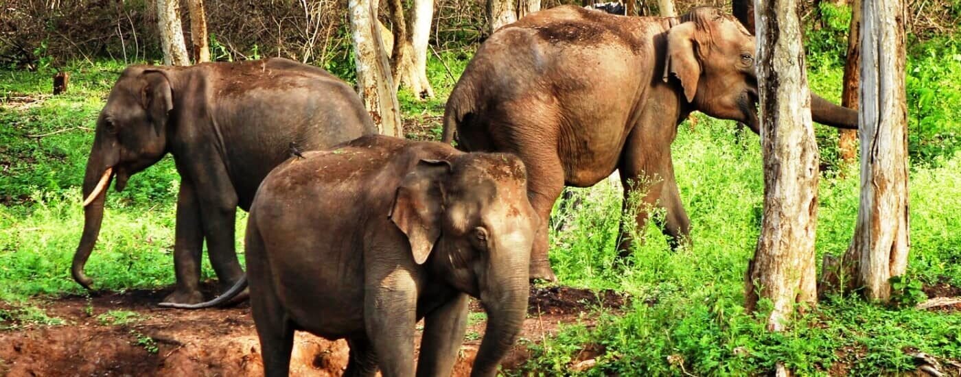 Wild Elephants, Bandipur National Park