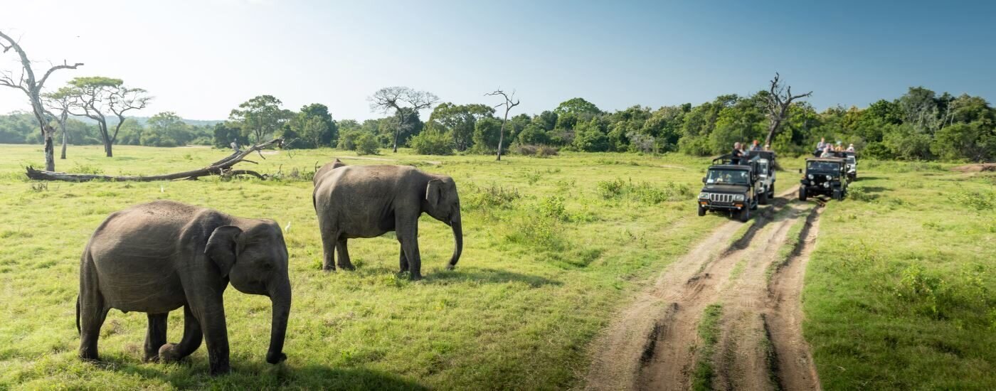 Wild elephants at Minneriya National Park, Sri Lanka