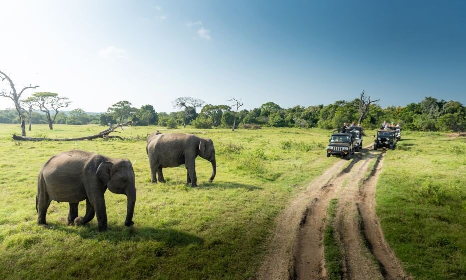 Wild Elephants at Minneriya National Park, Sri Lanka