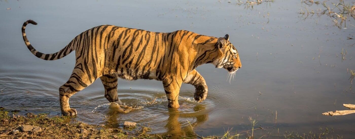 Wildlife Tiger, Ranthambore, Rajasthan