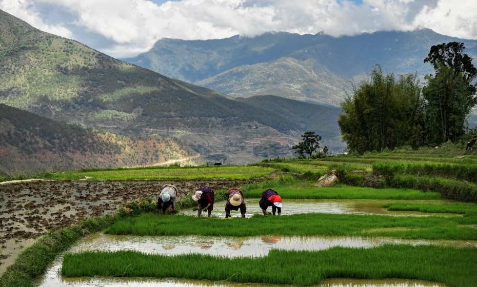 Women Harvesting Rice, Bhutan