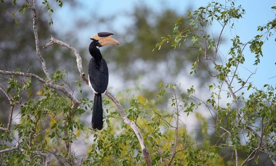 Large Hornbill, Wilpattu National Park