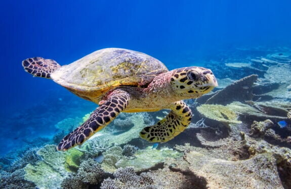 Hawksbill Turtle, Maldives